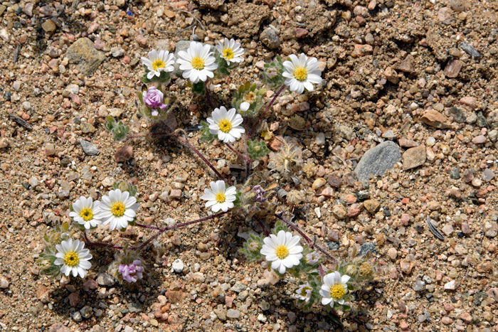 Mojave Desertstar often has reddish-purple stems although this is not necessarily a reliable characteristic. This species grows up to 1 to 6 inches (2.5-15 cm) more or less depending on winter rainfall. Monoptilon bellioides